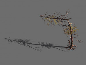 branches-different scales-large fruit-spruce 05 3D Модель