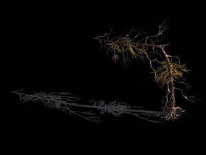 branches-different scales-large fruit-spruce 05 3D मॉडल