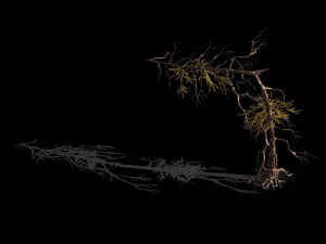 branches-different scales-large fruit-spruce 05 3D Model