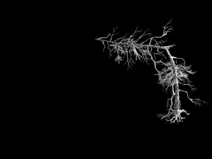 branches-different scales-large fruit-spruce 05 3D Model