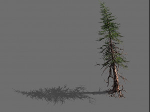 branches-different scales-large fruit-spruce 06 3D Model