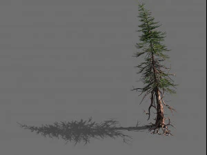 枝-異なるスケール-大きな果実-スプルース06 3Dモデル