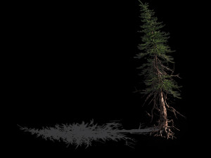 branches-different scales-large fruit-spruce 06 Modelo 3D