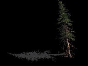 branches-different scales-large fruit-spruce 06 3D Model