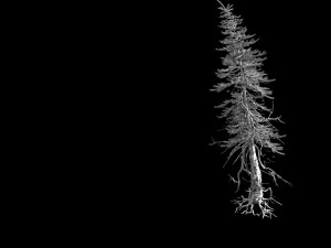 branches-different scales-large fruit-spruce 06 3D Model