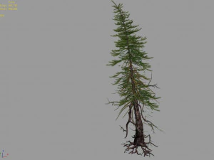 branches-different scales-large fruit-spruce 06 3D Model