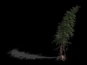 branches-different scales-large fruit-spruce 07 3D Model