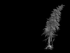 branches-different scales-large fruit-spruce 07 3D Model