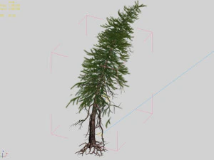 branches-different scales-large fruit-spruce 07 3D Model