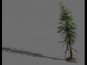 branches-different scales-large fruit-spruce 08 3D Model