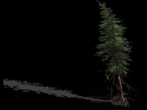 branches-different scales-large fruit-spruce 08 3Dモデル