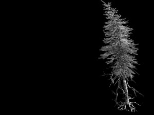 branches-different scales-large fruit-spruce 08 3Dモデル