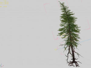 branches-different scales-large fruit-spruce 08 3Dモデル