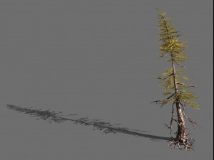 branches-different scales-large fruit-spruce 09 Model 3D