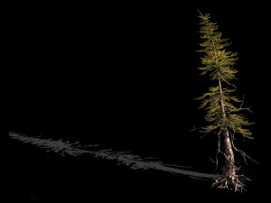 branches-different scales-large fruit-spruce 09 3D Modell