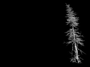 branches-different scales-large fruit-spruce 09 3D Modell