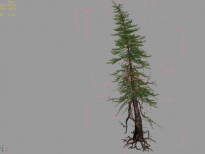 branches-different scales-large fruit-spruce 09 3D Modell
