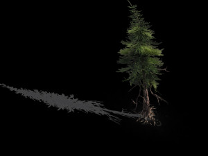 branches-different scales-large fruit-spruce 10 3D 모델