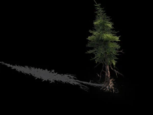 branches-different scales-large fruit-spruce 10 3D Model