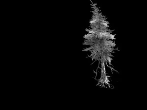 branches-different scales-large fruit-spruce 10 3D Model