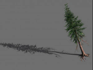 ramas-diferentes escalas-frutos grandes-abeto 11 Modelo 3D