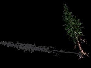 branches-different scales-large fruit-spruce 11 3D Model
