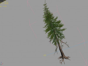 branches-different scales-large fruit-spruce 11 3D Model