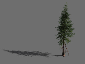 branches-different scales-large fruit-spruce 12 3D मॉडल