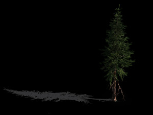 branches-different scales-large fruit-spruce 12 3D Model