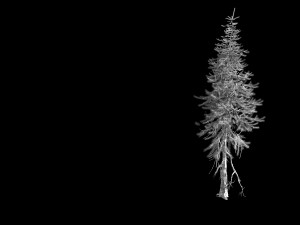 branches-different scales-large fruit-spruce 12 3D Model