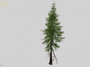 branches-different scales-large fruit-spruce 12 3D Model