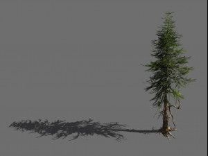 branches-different scales-large fruit-spruce 13 3D Model