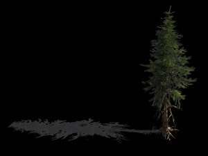 branches-different scales-large fruit-spruce 13 3D Model