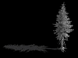 branches-different scales-large fruit-spruce 13 3D Model