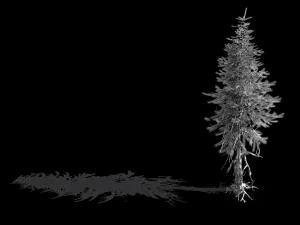 branches-different scales-large fruit-spruce 13 3D Model