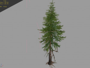 branches-different scales-large fruit-spruce 13 3D Model