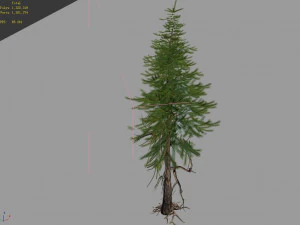 branches-different scales-large fruit-spruce 13 3D Model