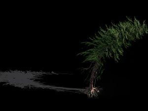 branches-different scales-large fruit-spruce 14 3D Model