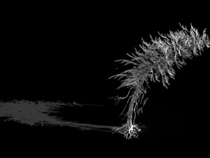 branches-different scales-large fruit-spruce 14 Modelo 3D