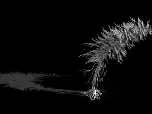 branches-different scales-large fruit-spruce 14 3D Model
