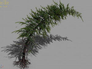 branches-different scales-large fruit-spruce 14 Modelo 3D