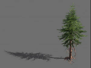 ветки-разные масштабы-плоды крупные-ель 15 3D Модель