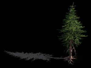 branches-different scales-large fruit-spruce 15 3D मॉडल