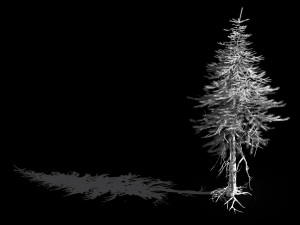 branches-different scales-large fruit-spruce 15 3D मॉडल