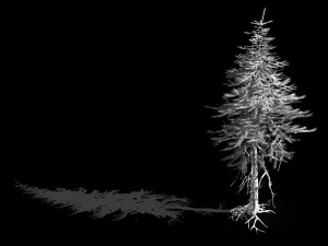 branches-different scales-large fruit-spruce 15 3D Model