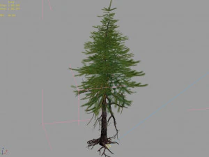 branches-different scales-large fruit-spruce 15 3D Model