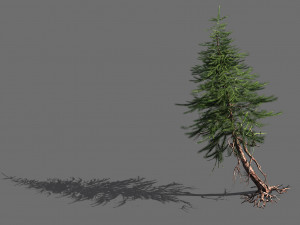 branches-different scales-large fruit-spruce 16 3D Model