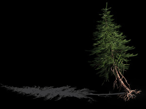 branches-different scales-large fruit-spruce 16 3D मॉडल