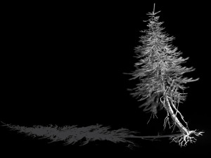 branches-different scales-large fruit-spruce 16 3D मॉडल