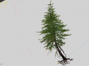 branches-different scales-large fruit-spruce 16 3D मॉडल